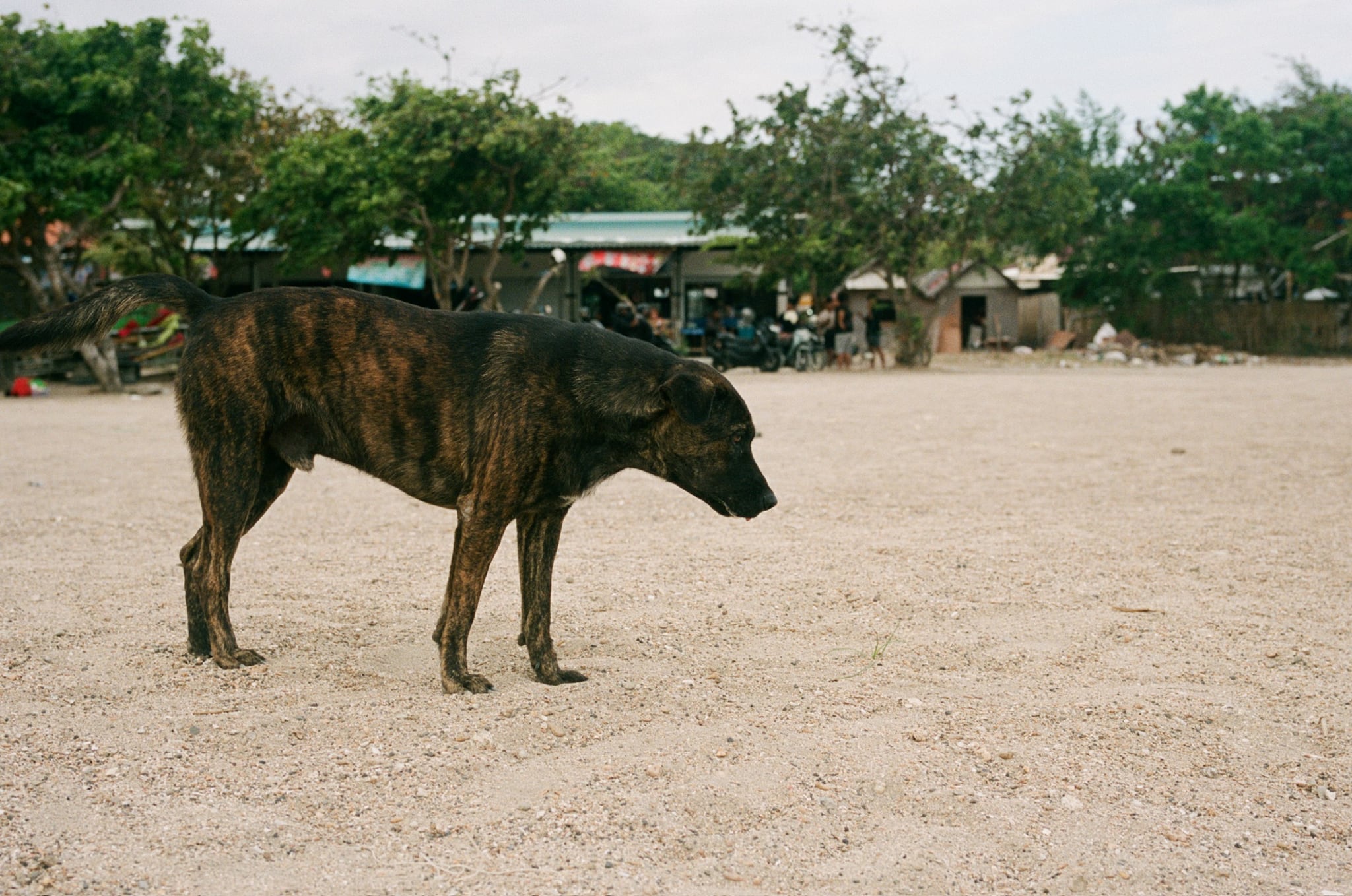 A brindle dog stands in profile on open sandy ground beneath a pale sky.