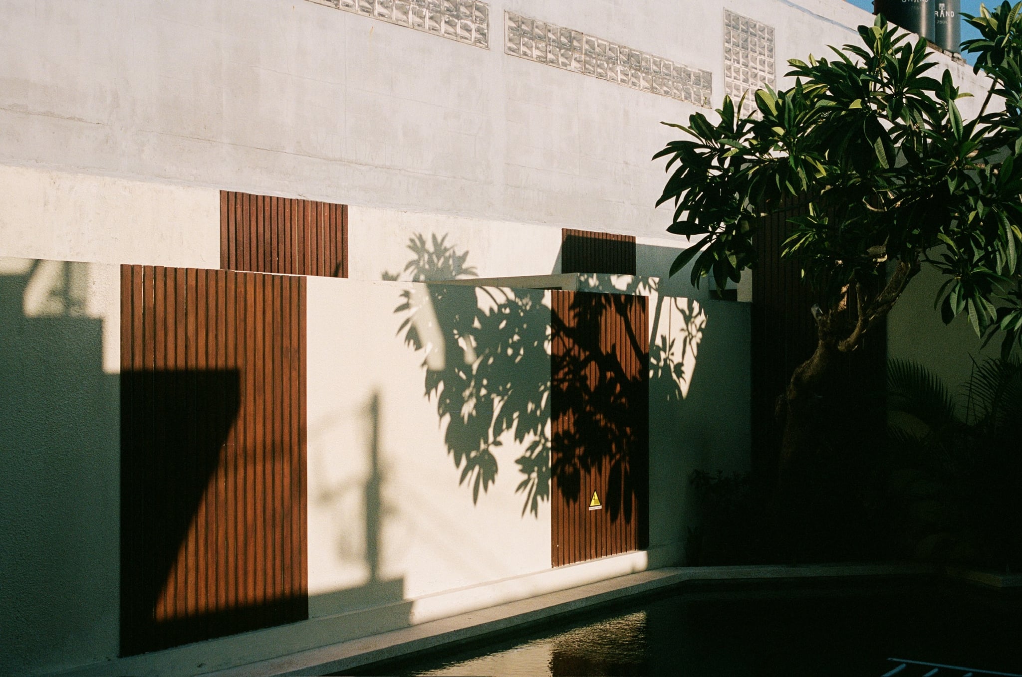 A leafy tree casts strong shadows across a pale wall and wooden doors.