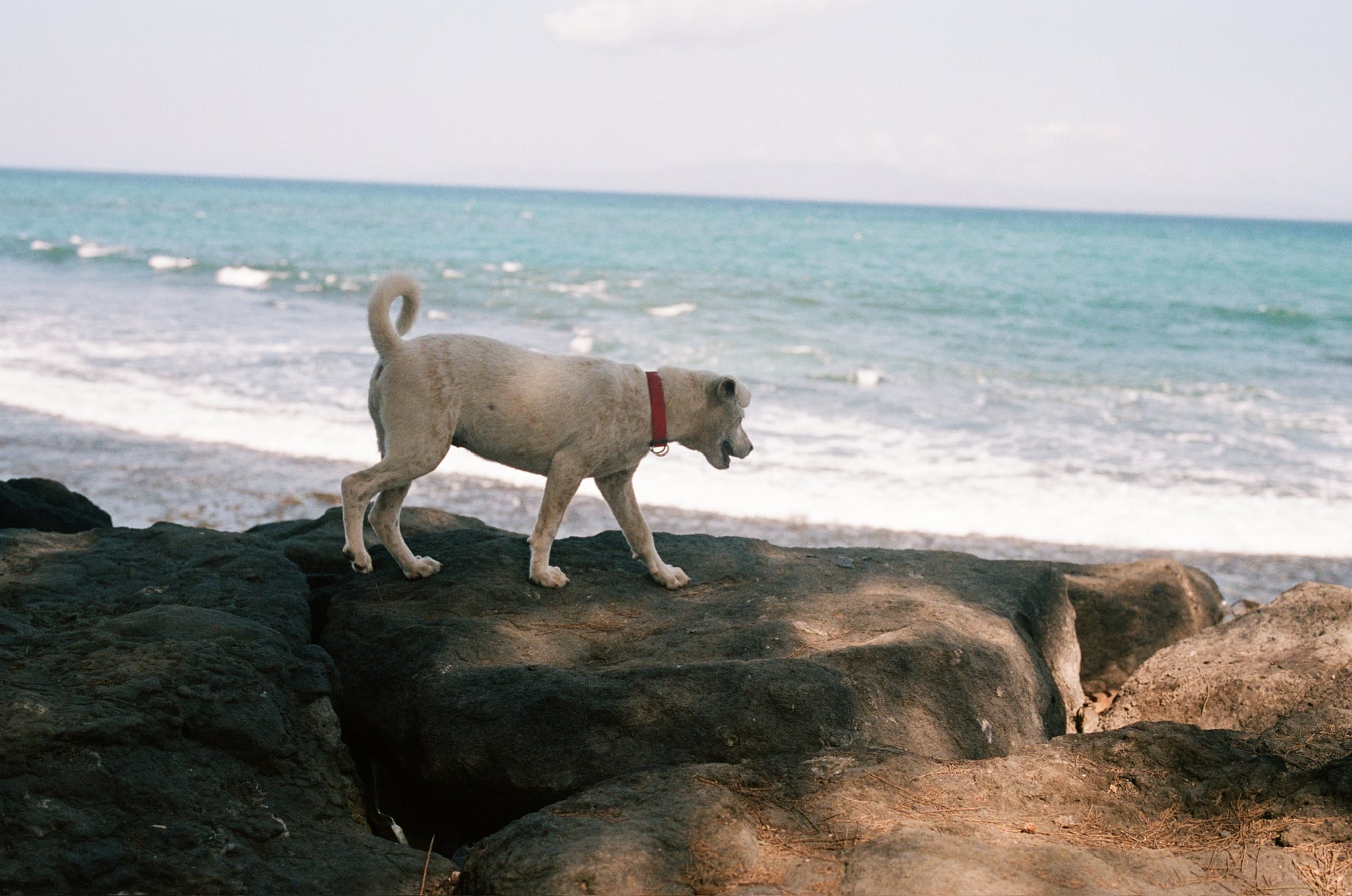 A pale dog with a collar walks across dark rocks above breaking waves.