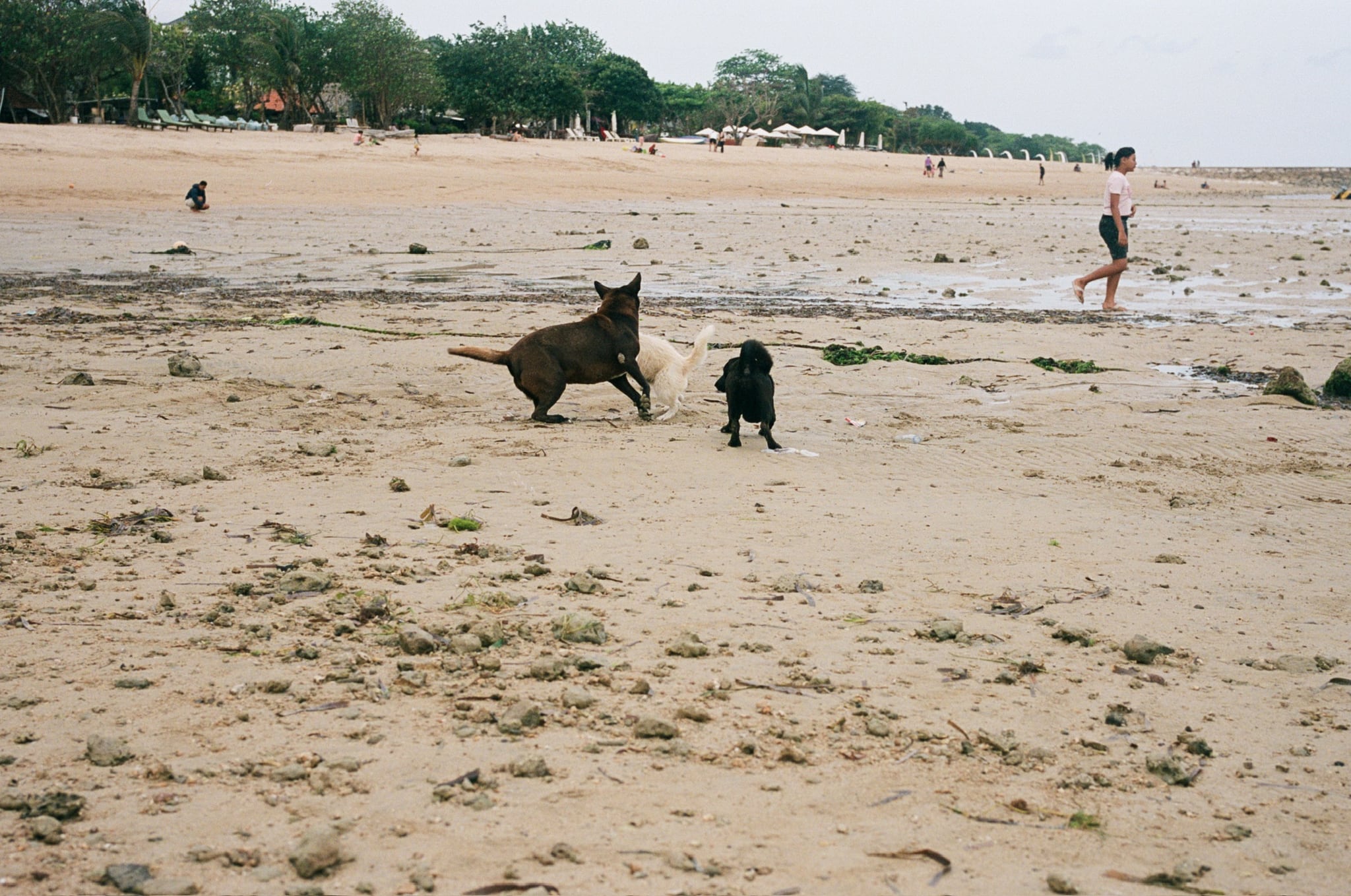 Two dogs sit and stand on a sandy beach while distant figures cross the shore.