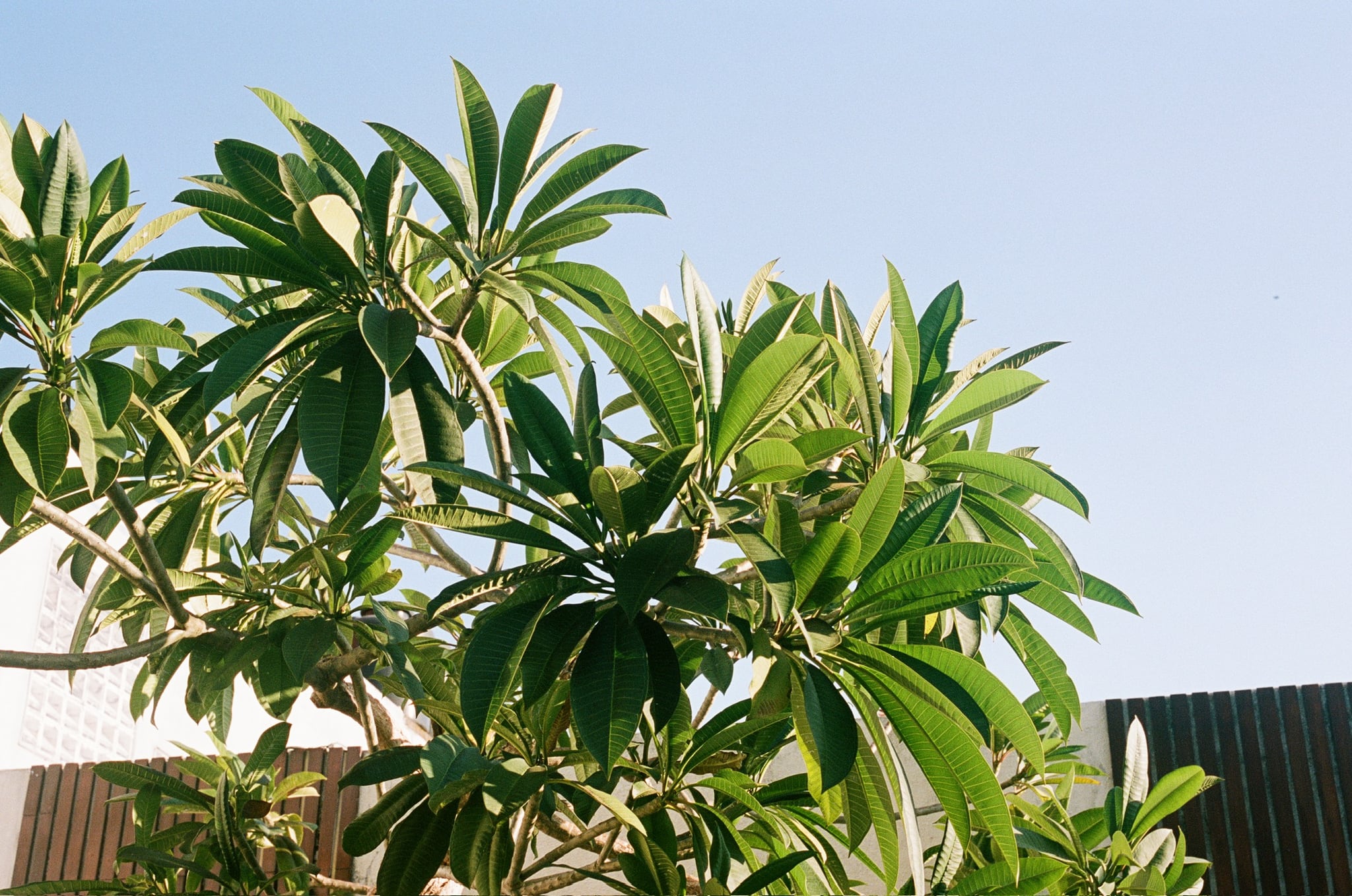 Sunlit green leaves spread across a pale blue sky above a courtyard wall.